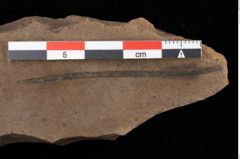 Foto (Detailansicht) von Pinus centrotos Unger (NHMW-GEO-2024-0188-0243)